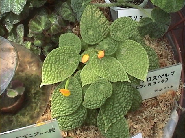 B. ficicola